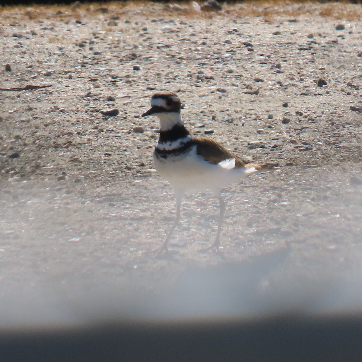 Killdeer - ML622137867