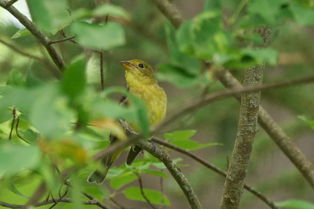 Scarlet Tanager - Nancy Elliot