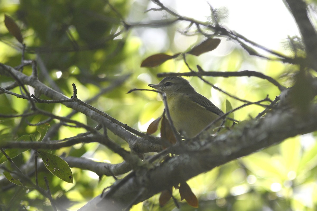 Philadelphia Vireo - Daniel Irons