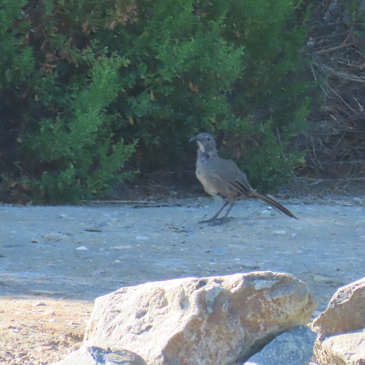 California Thrasher - ML622137887