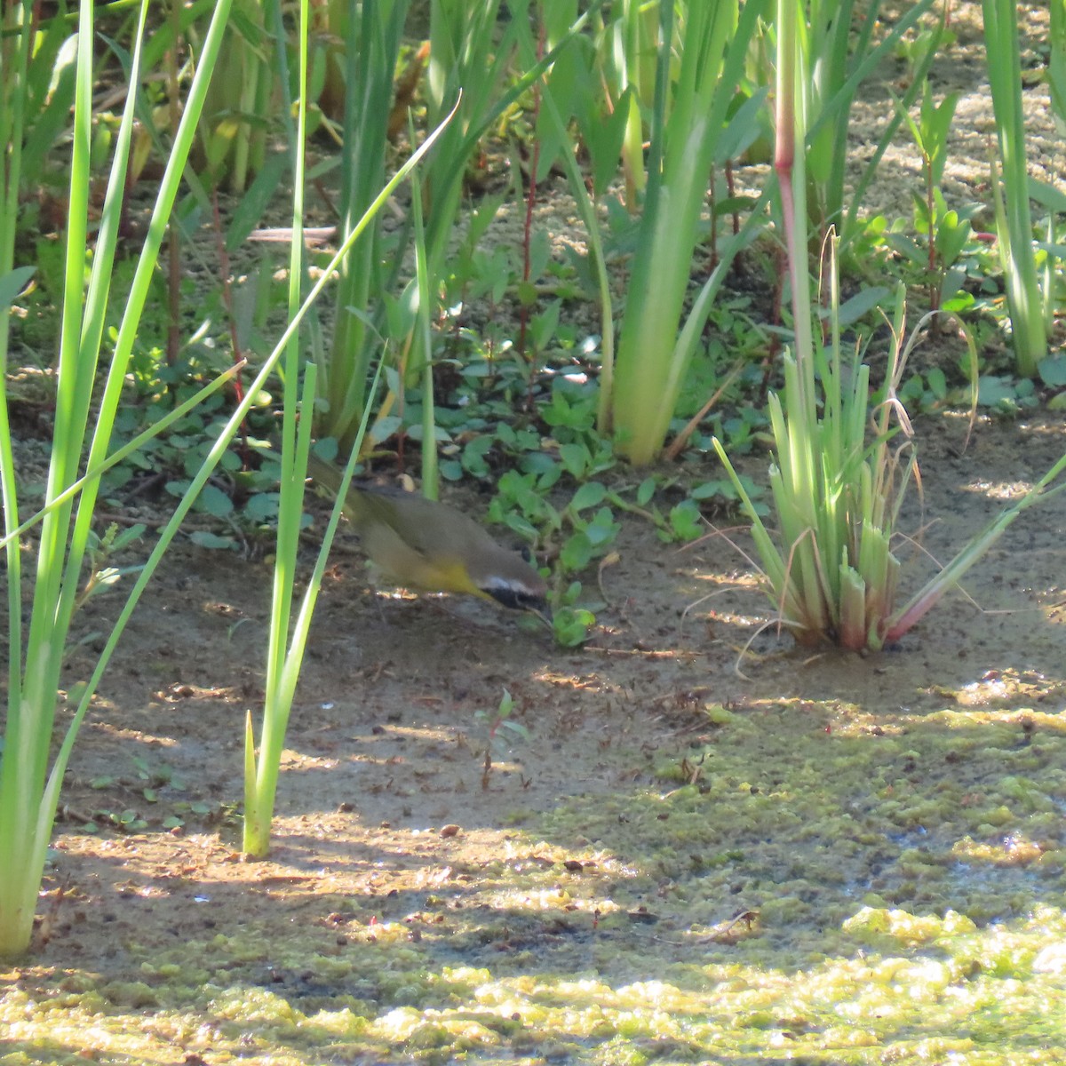 Common Yellowthroat - ML622137892