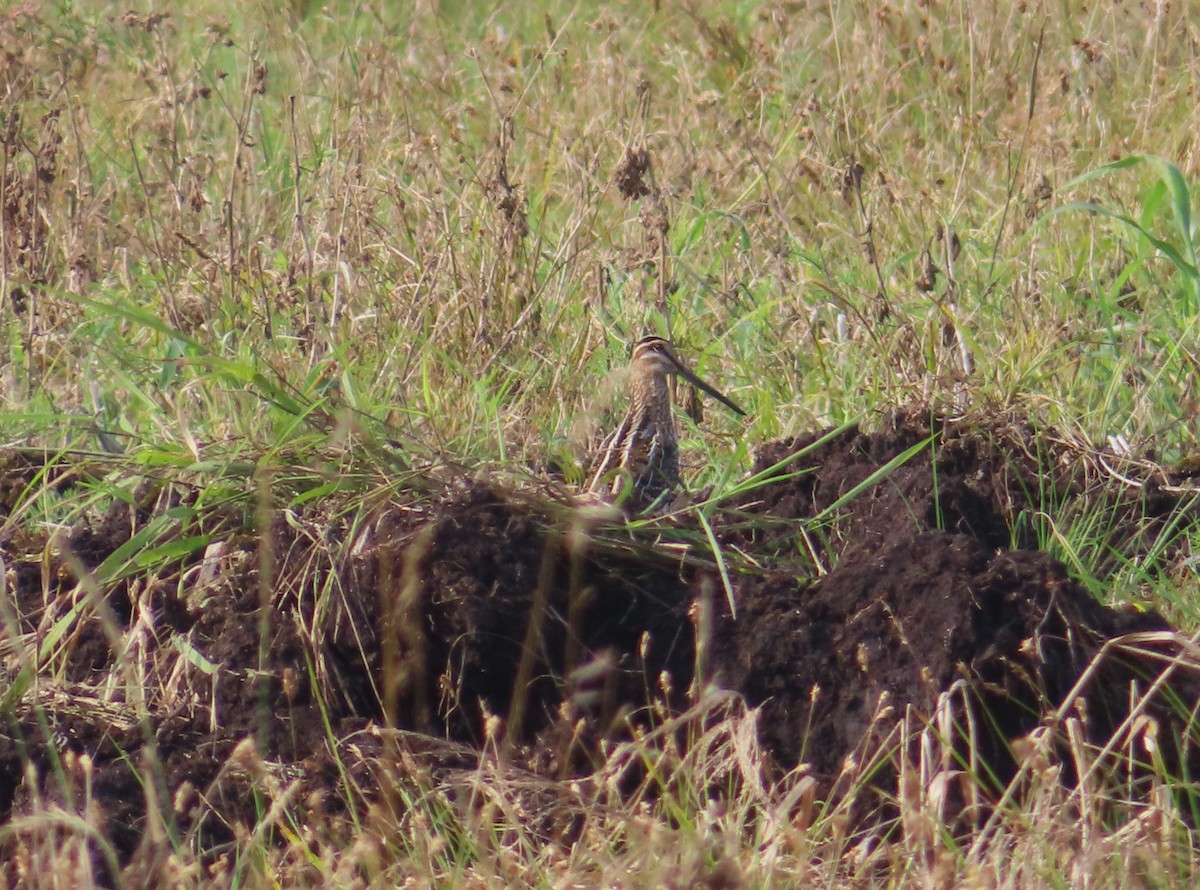 Wilson's Snipe - Chantal Labbé