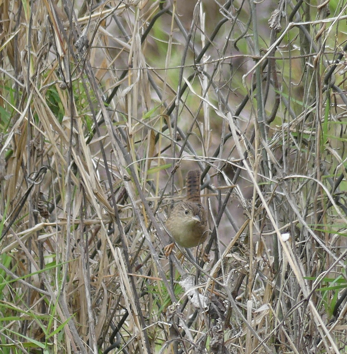 Grass Wren - Robin Duska