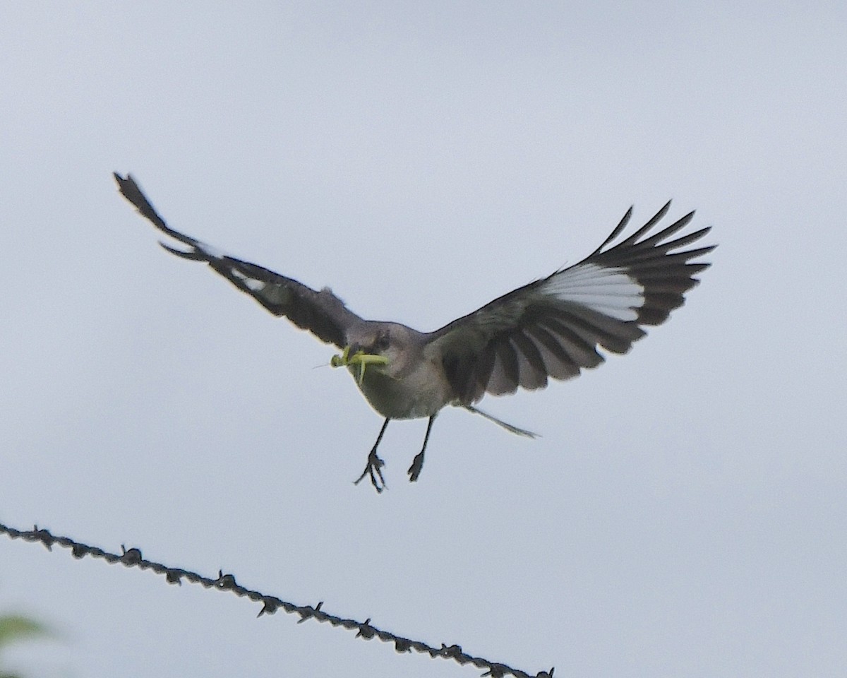 Northern Mockingbird - ML622137948