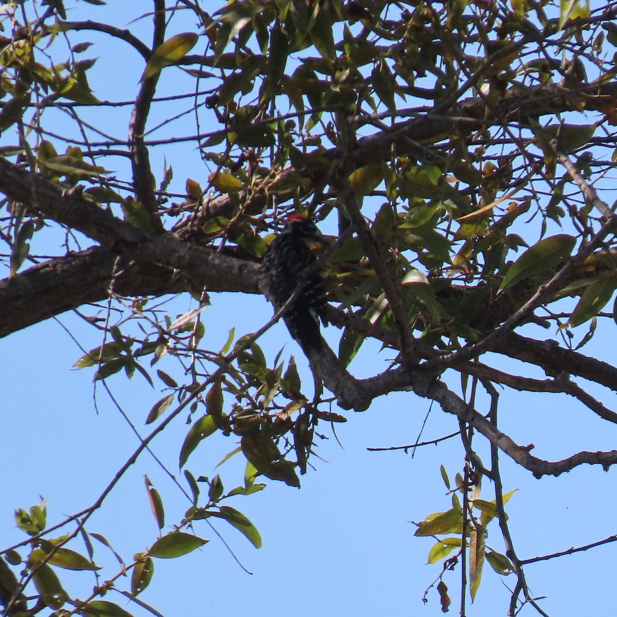 Nuttall's Woodpecker - Brian Nothhelfer