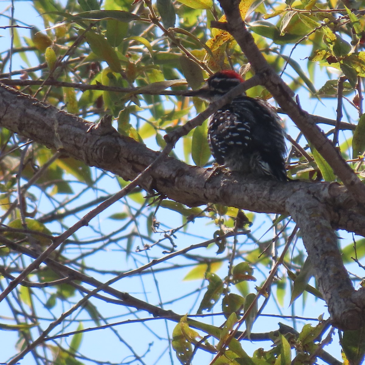 Nuttall's Woodpecker - ML622137958