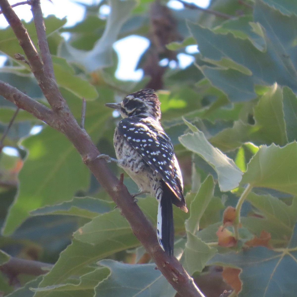 Nuttall's Woodpecker - ML622137974