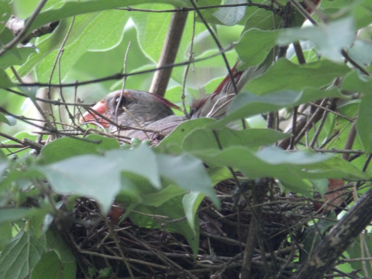 Northern Cardinal - ML622137997