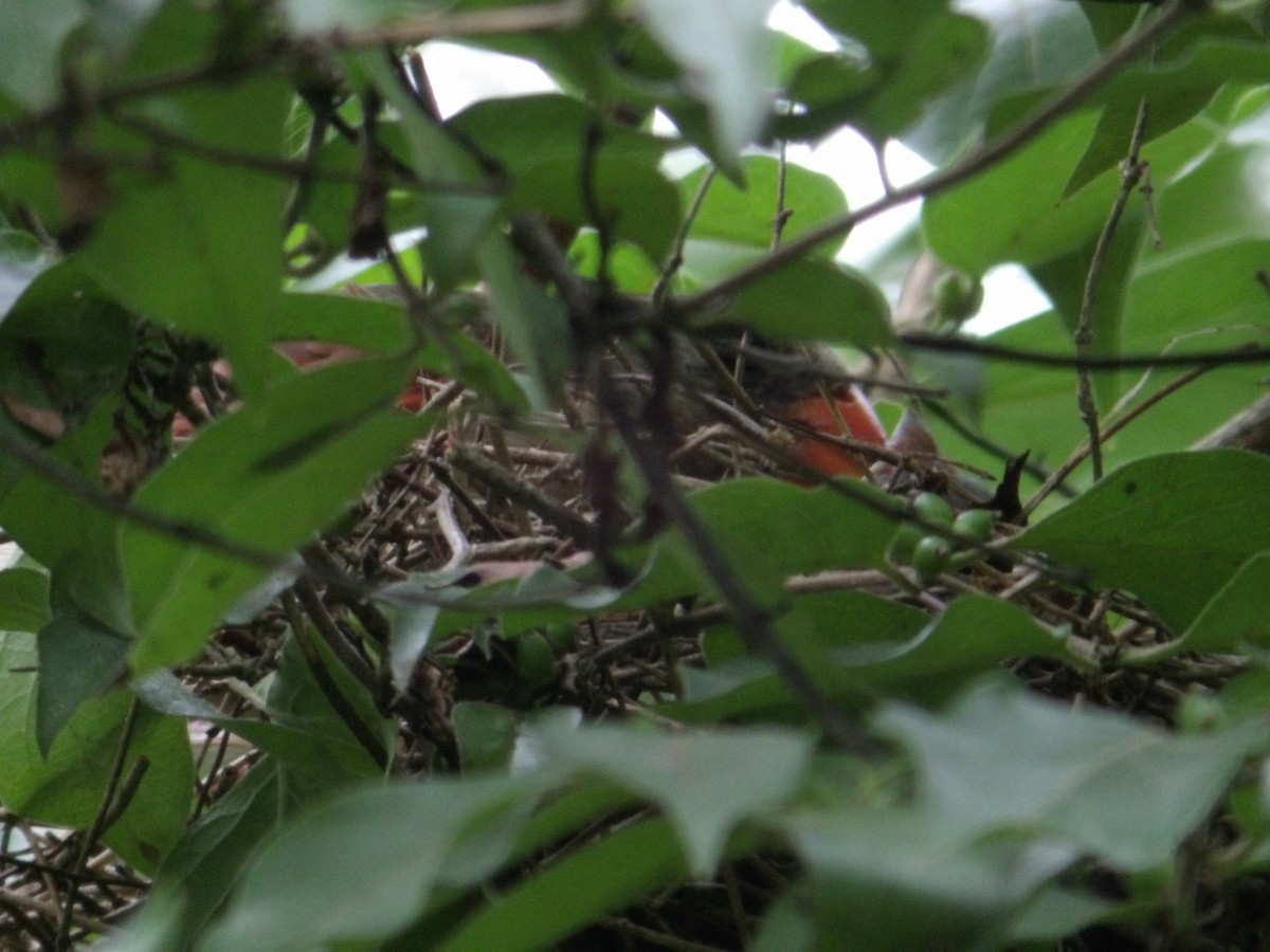 Northern Cardinal - ML622138001