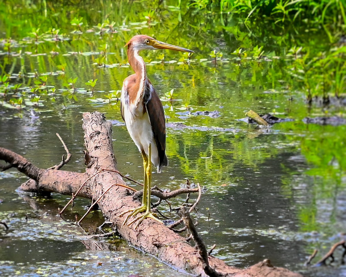 Tricolored Heron - ML622138073