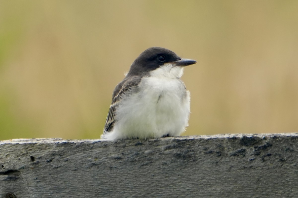 Eastern Kingbird - ML622138085