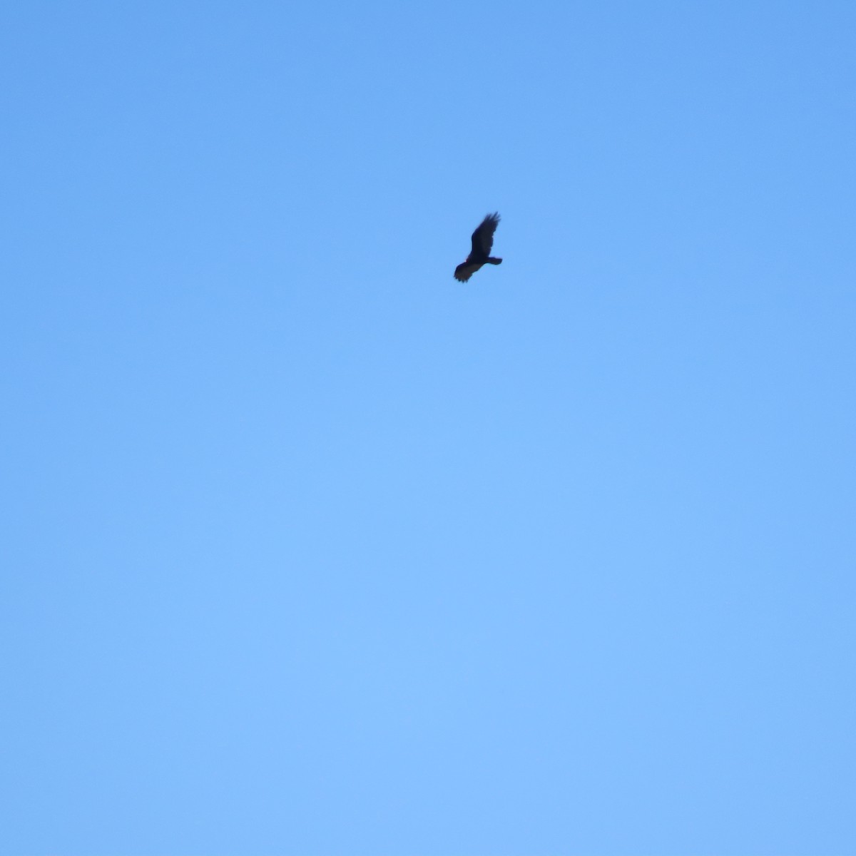 Turkey Vulture - Brian Nothhelfer