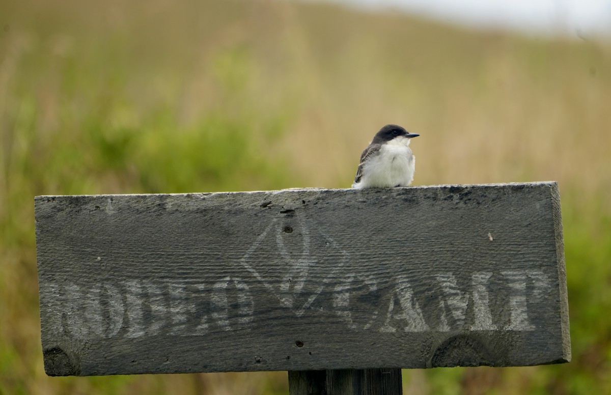Eastern Kingbird - ML622138103