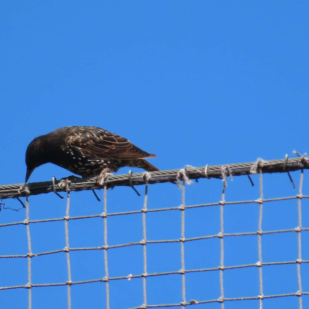 European Starling - ML622138104