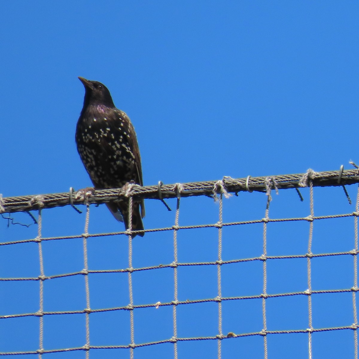 European Starling - ML622138109