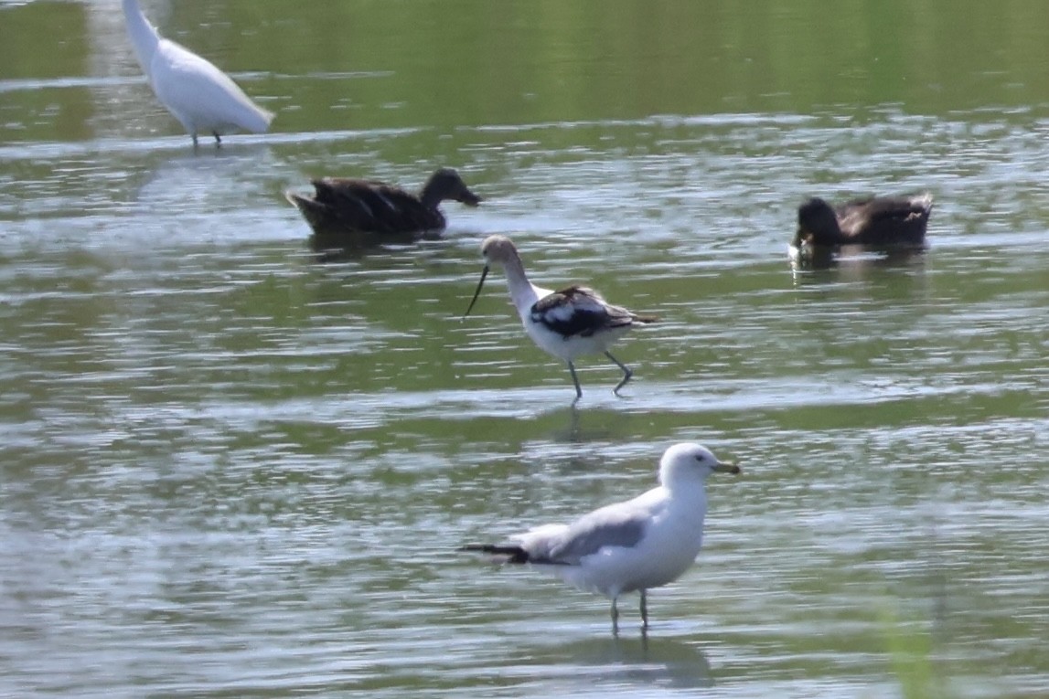 Ring-billed Gull - ML622138117