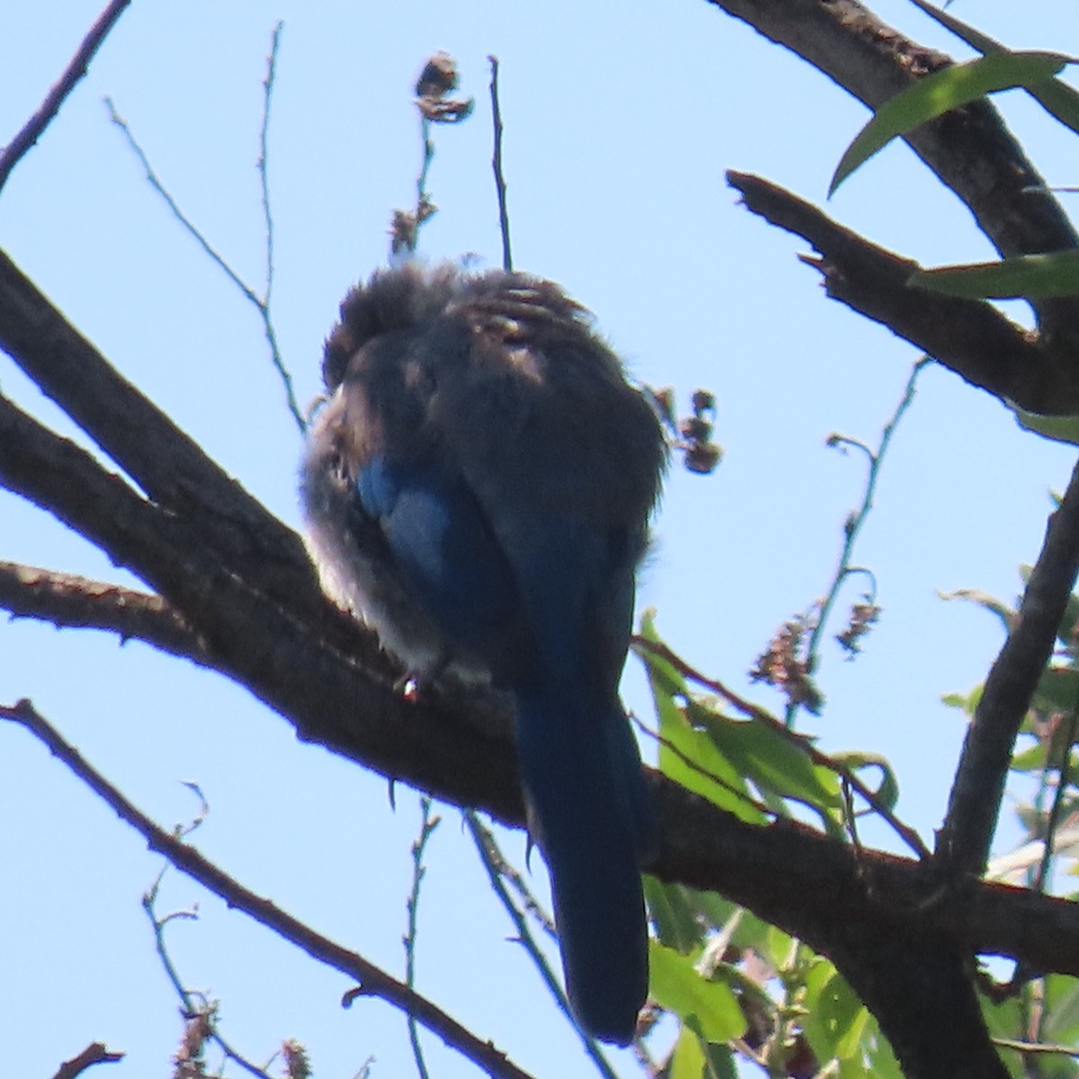 California Scrub-Jay - ML622138140