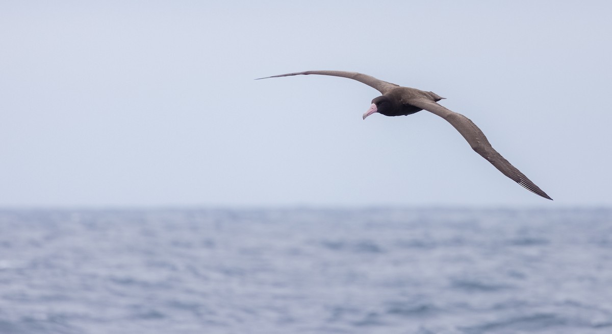 Short-tailed Albatross - ML622138141