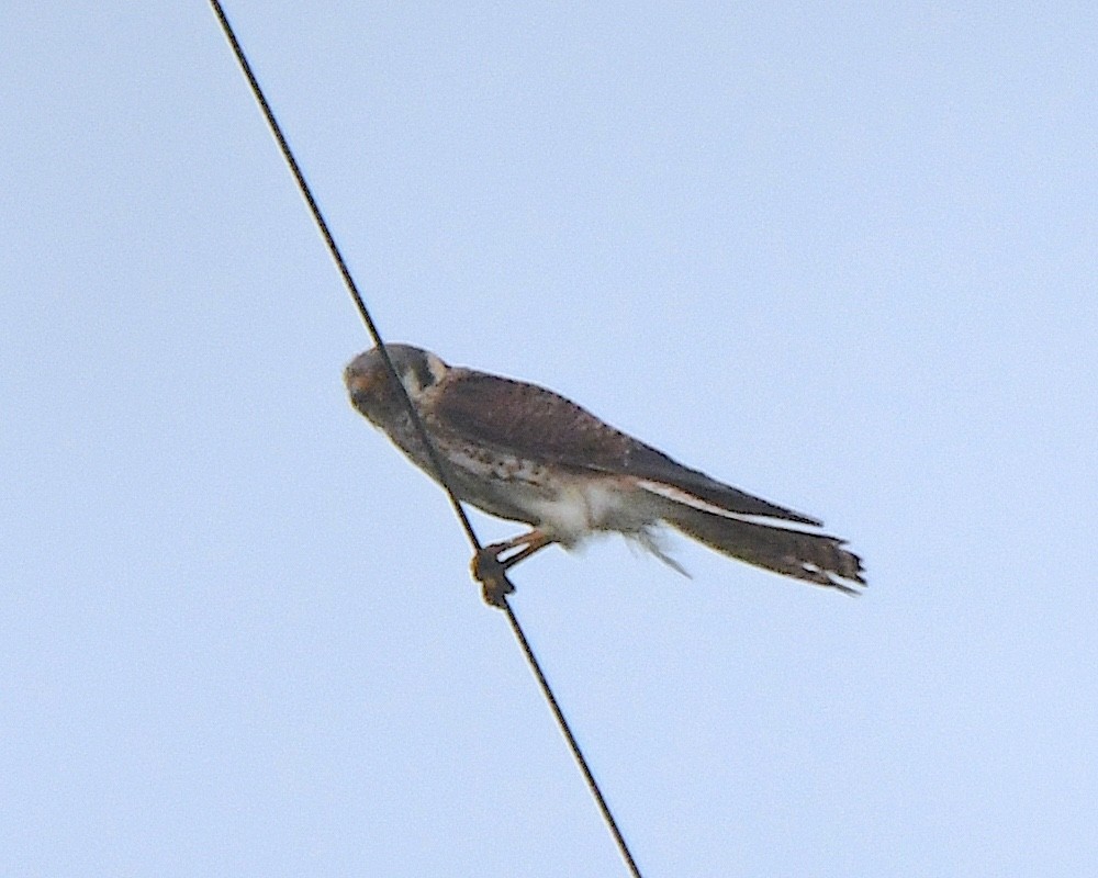 American Kestrel - ML622138154