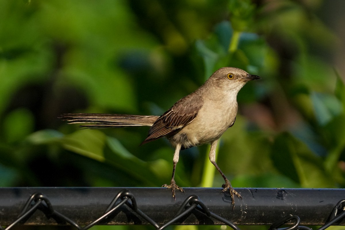 Northern Mockingbird - ML622138159