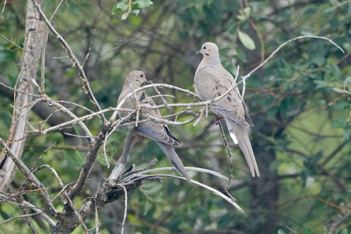 Mourning Dove - ML622138165