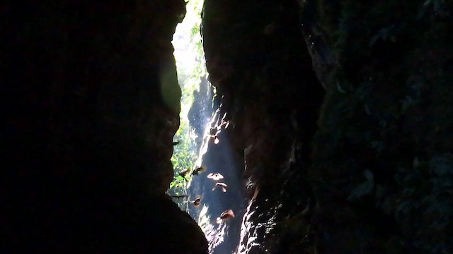Guacharo des cavernes - ML622138166