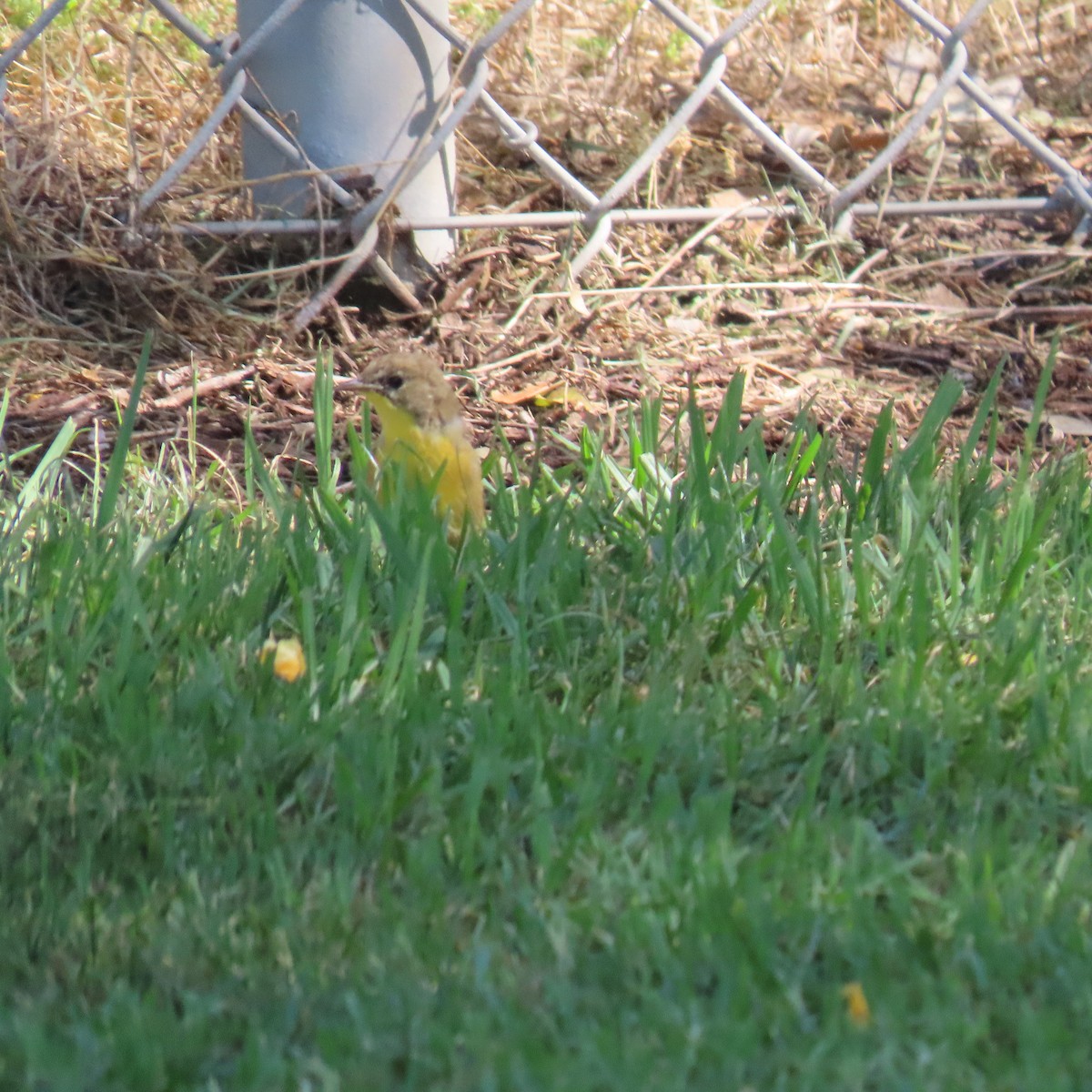 Common Yellowthroat - ML622138192