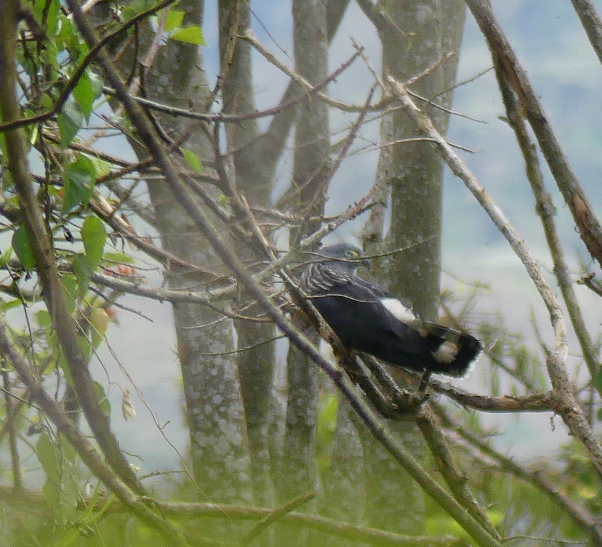 Hook-billed Kite - ML622138200