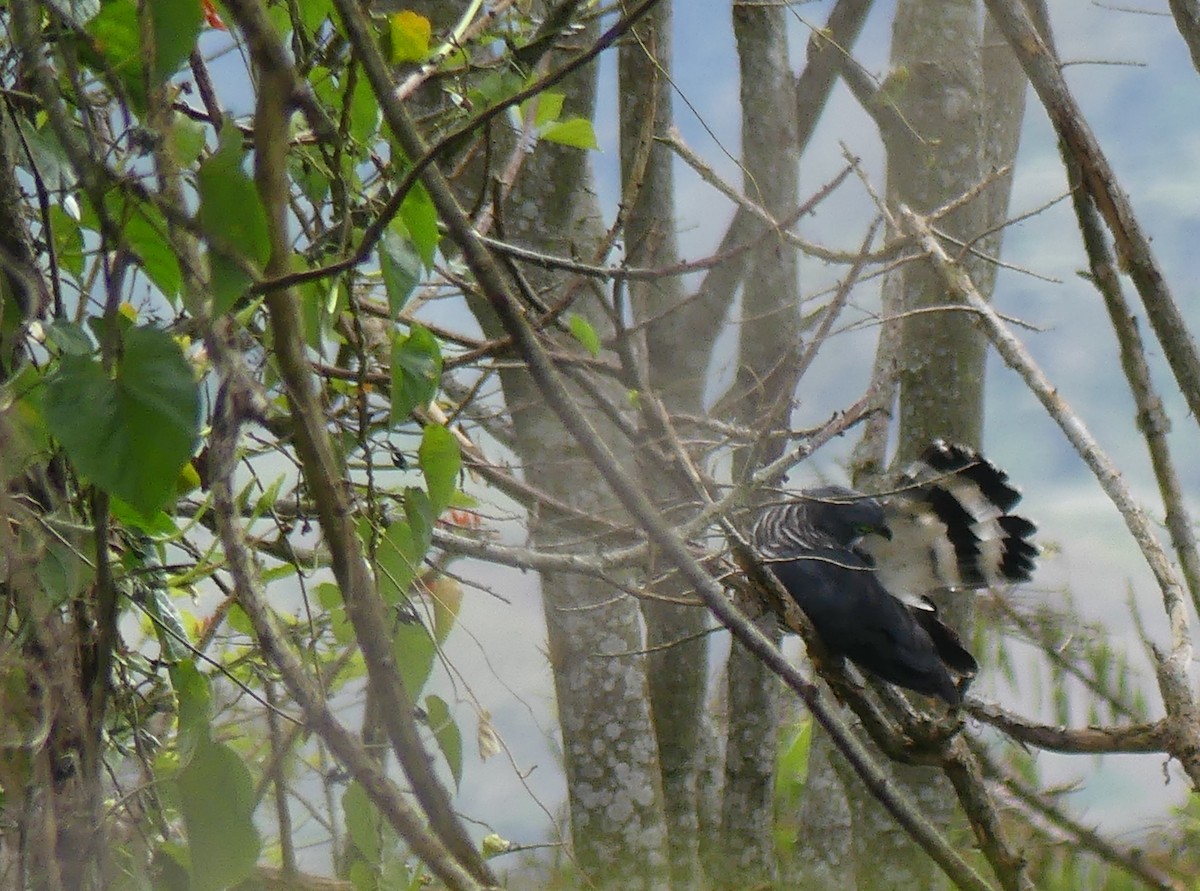 Hook-billed Kite - ML622138202