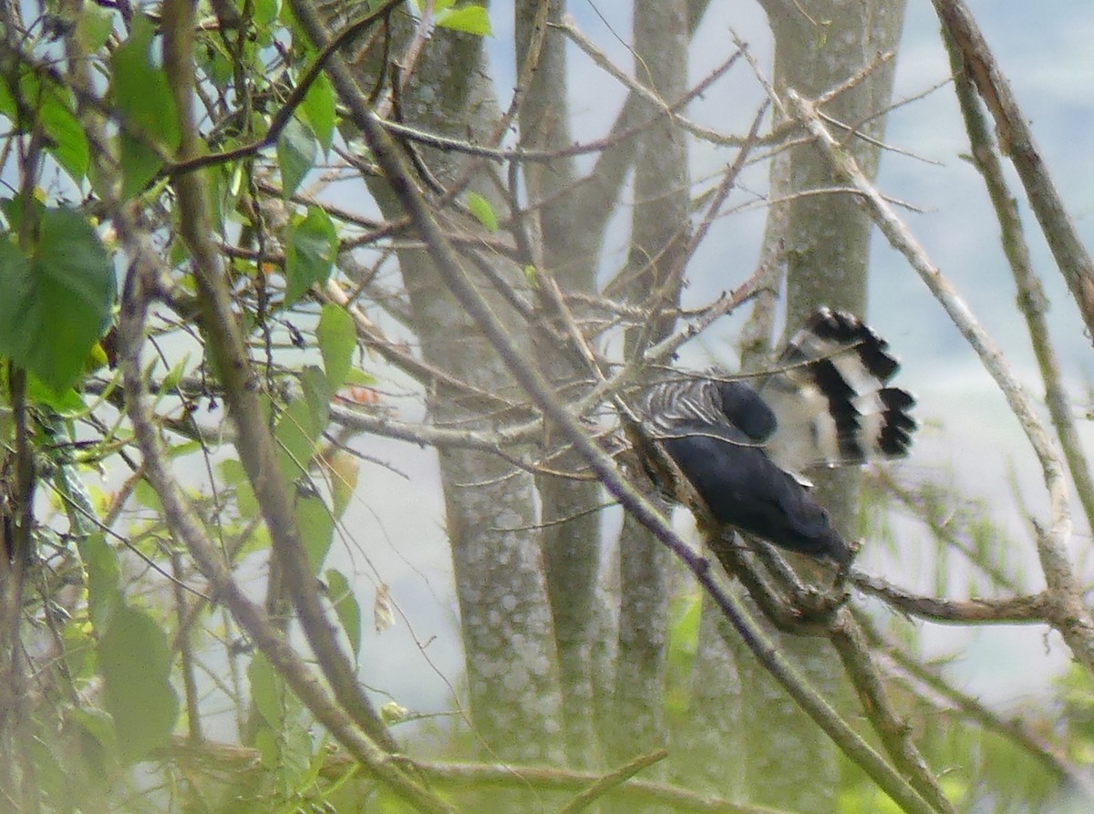 Hook-billed Kite - ML622138203