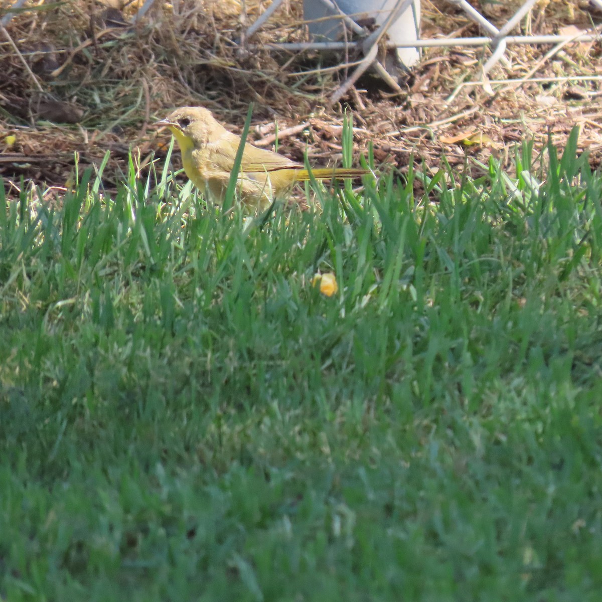 Common Yellowthroat - ML622138206