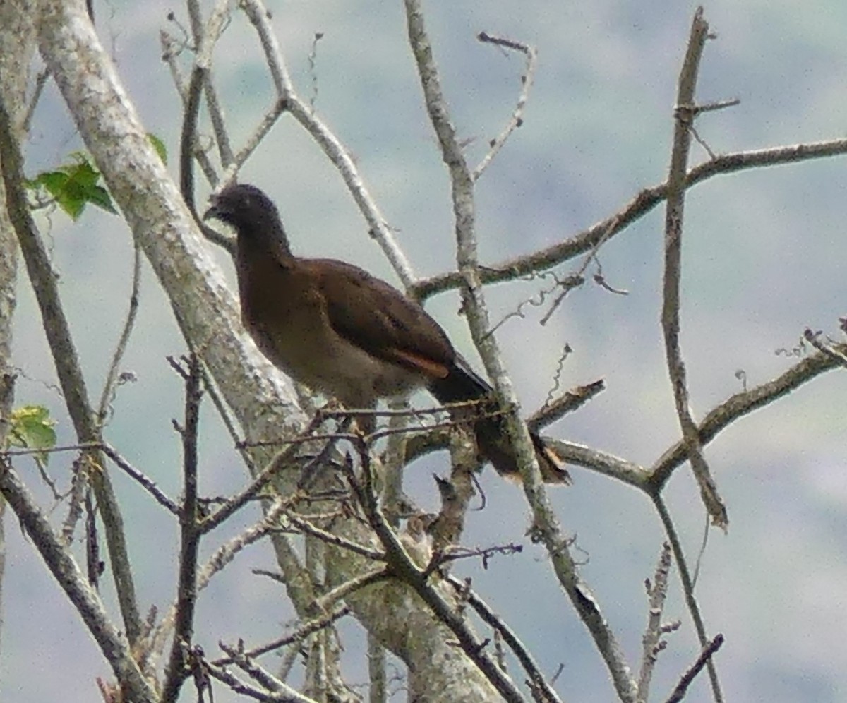 Gray-headed Chachalaca - ML622138225