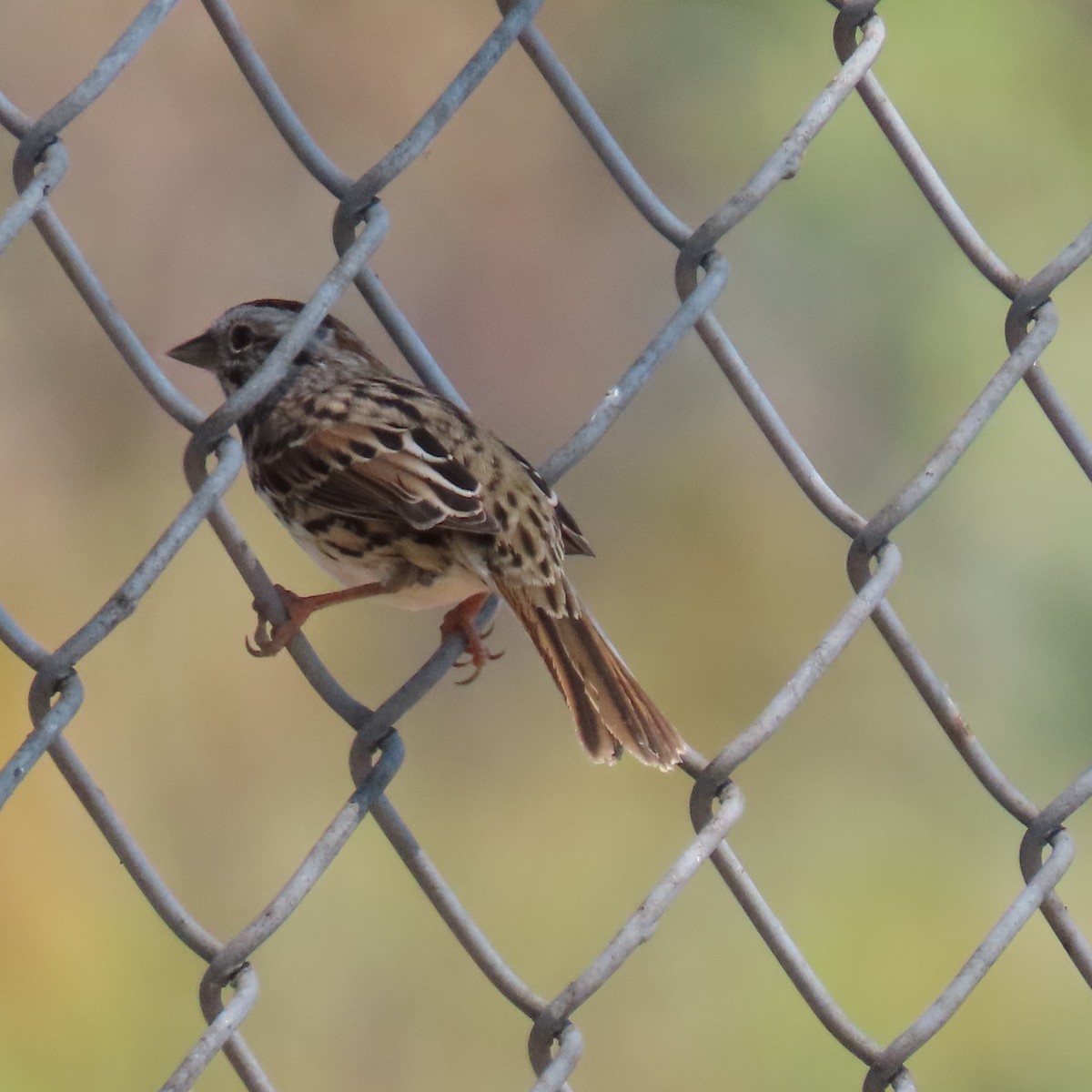 Song Sparrow - ML622138227