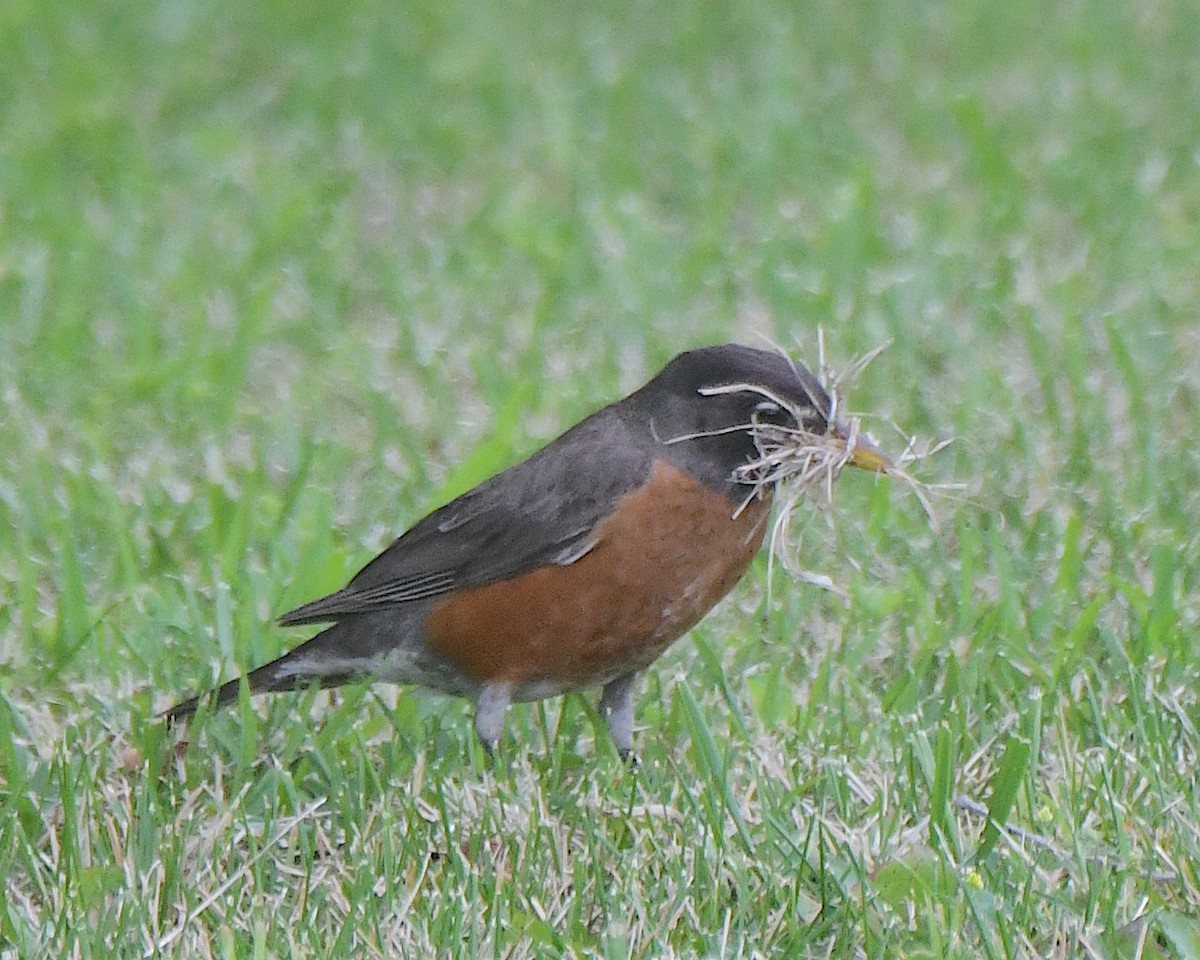 American Robin - ML622138240