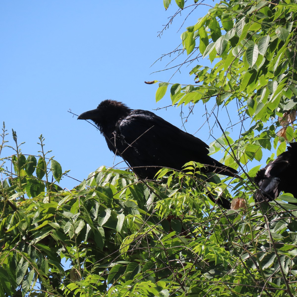 Common Raven - ML622138256