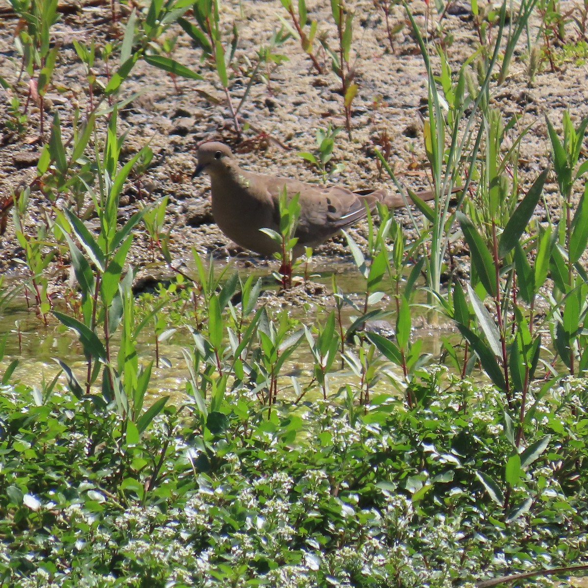 Mourning Dove - ML622138266