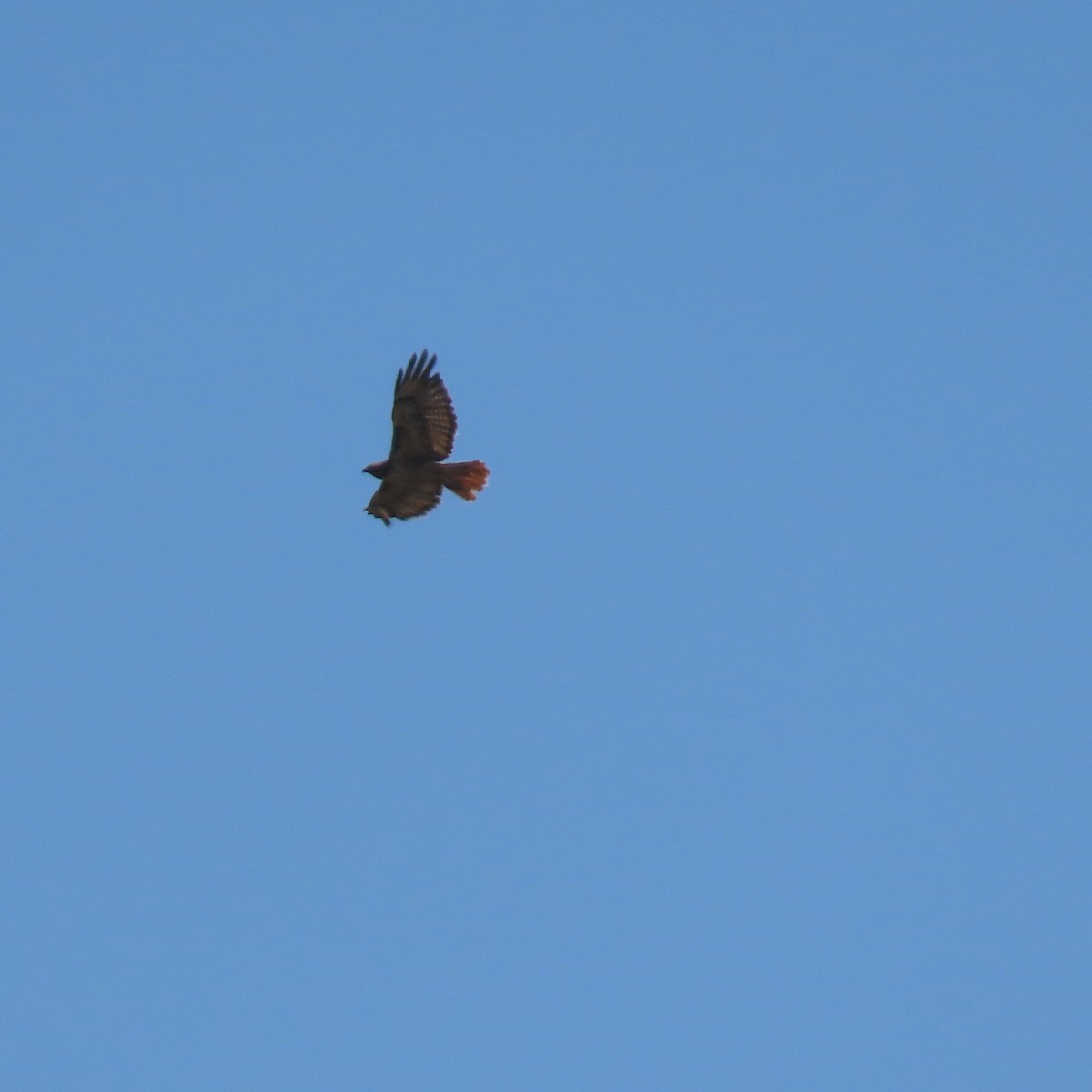 Red-tailed Hawk - ML622138282