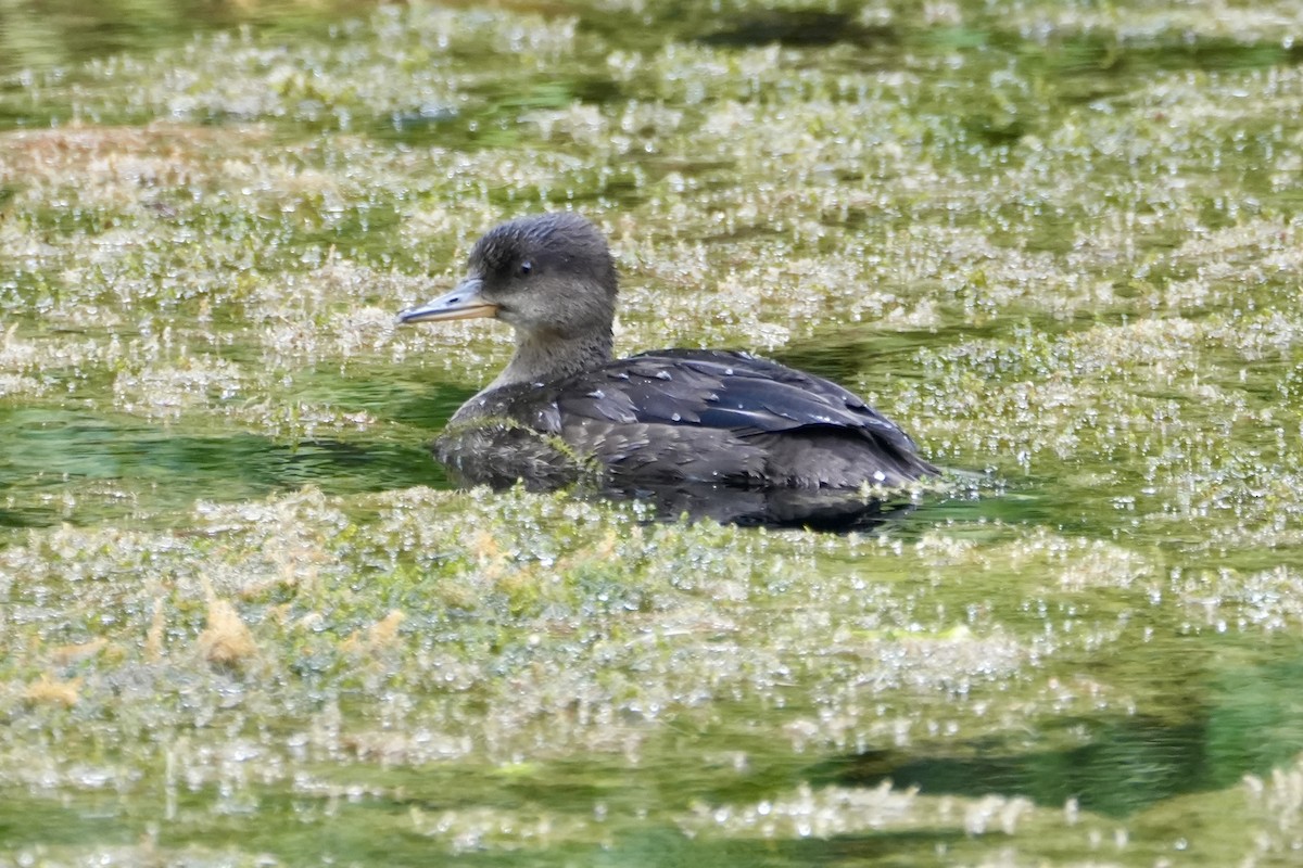 Hooded Merganser - ML622138321