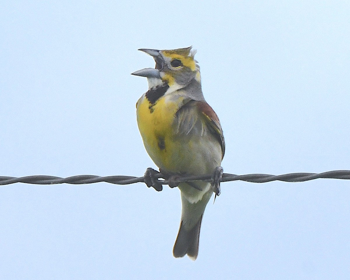 Dickcissel - ML622138330