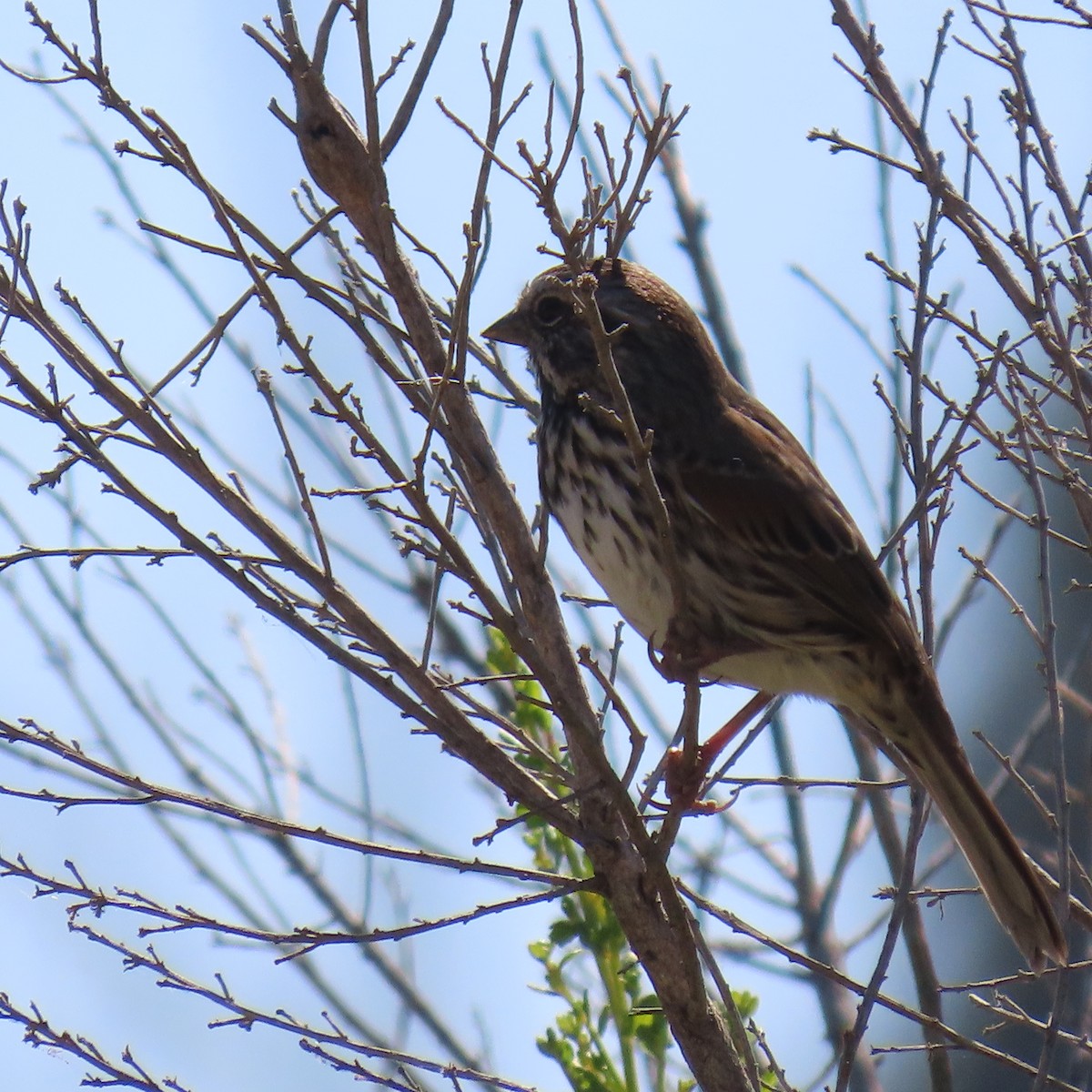 Song Sparrow - ML622138331