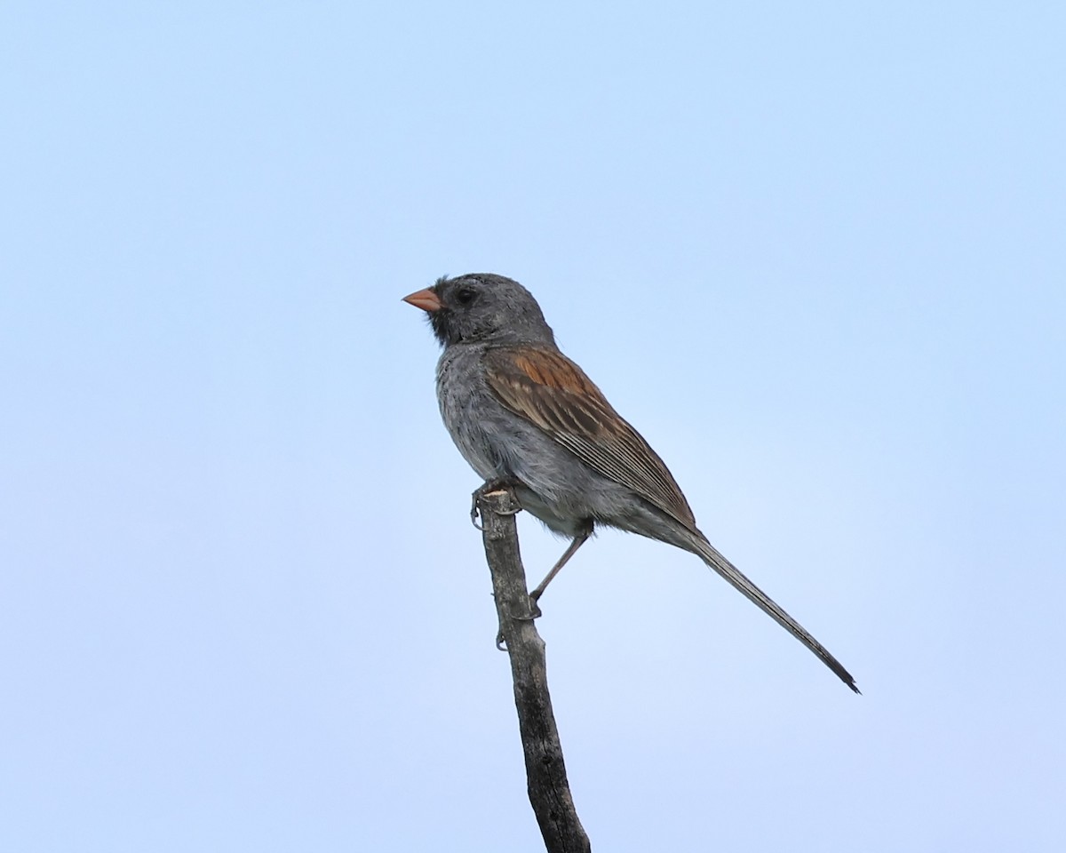 Black-chinned Sparrow - ML622138344