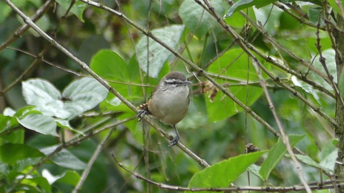 Cabanis's Wren - ML622138373