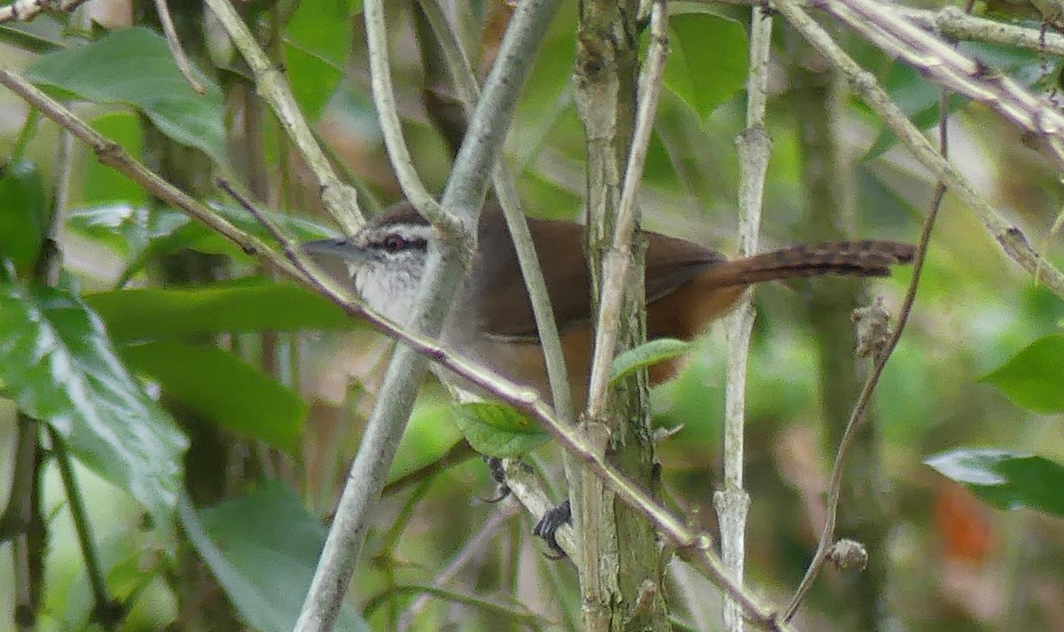 Cabanis's Wren - ML622138374