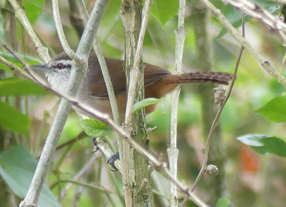 Cabanis's Wren - ML622138375