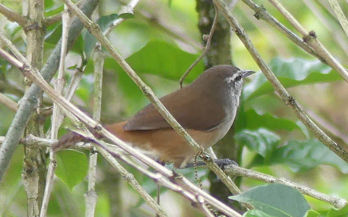 Cabanis's Wren - ML622138377