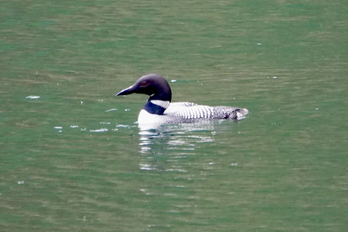 Common Loon - ML622138378