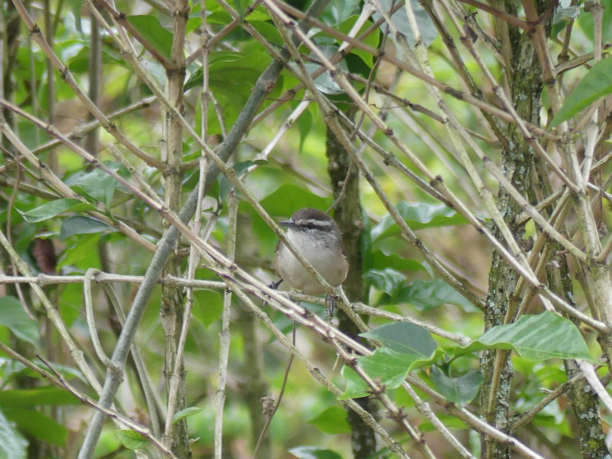 Cabanis's Wren - ML622138379