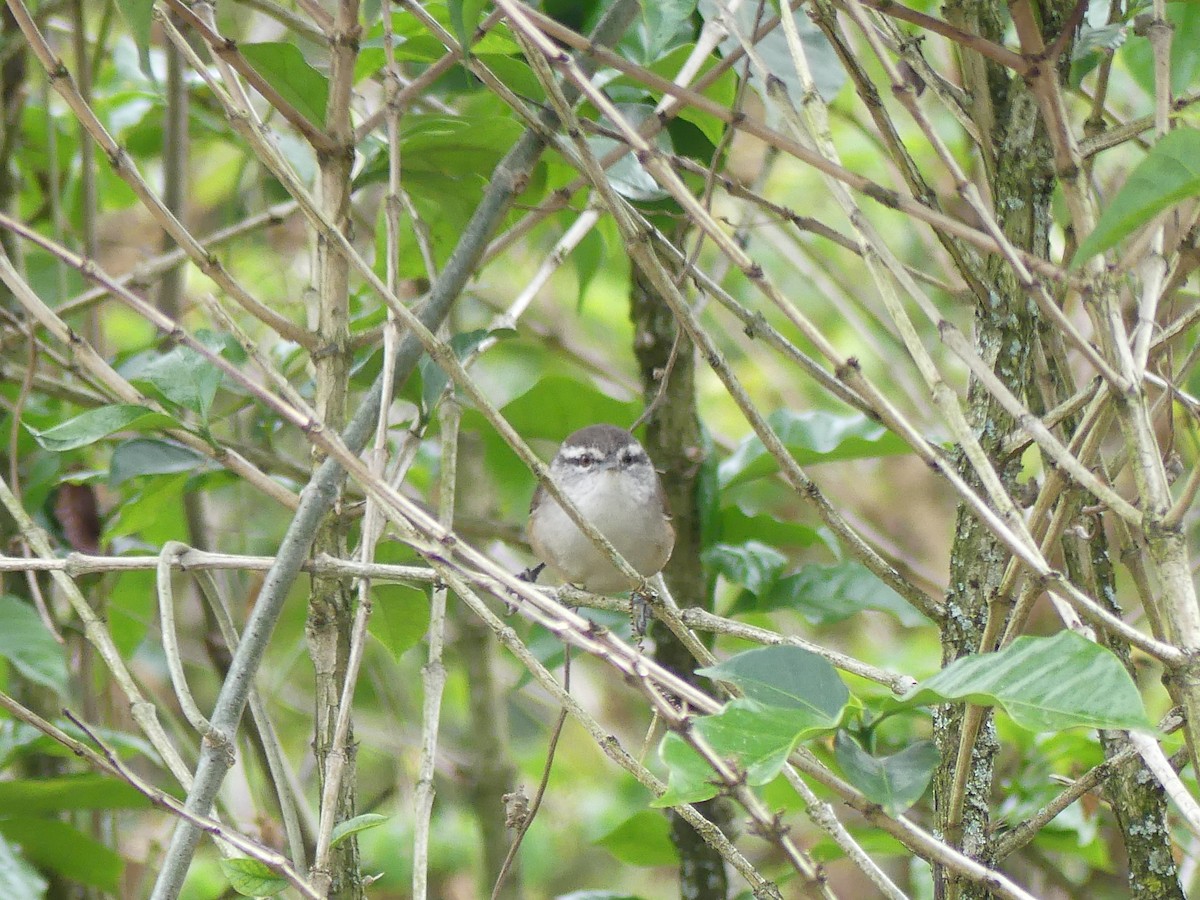 Cabanis's Wren - ML622138380