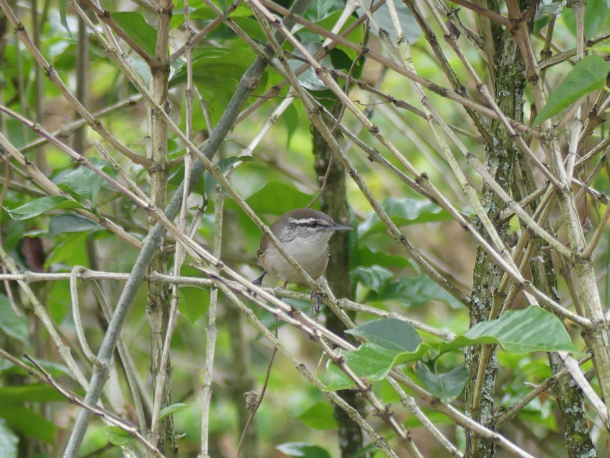 Cabanis's Wren - ML622138381