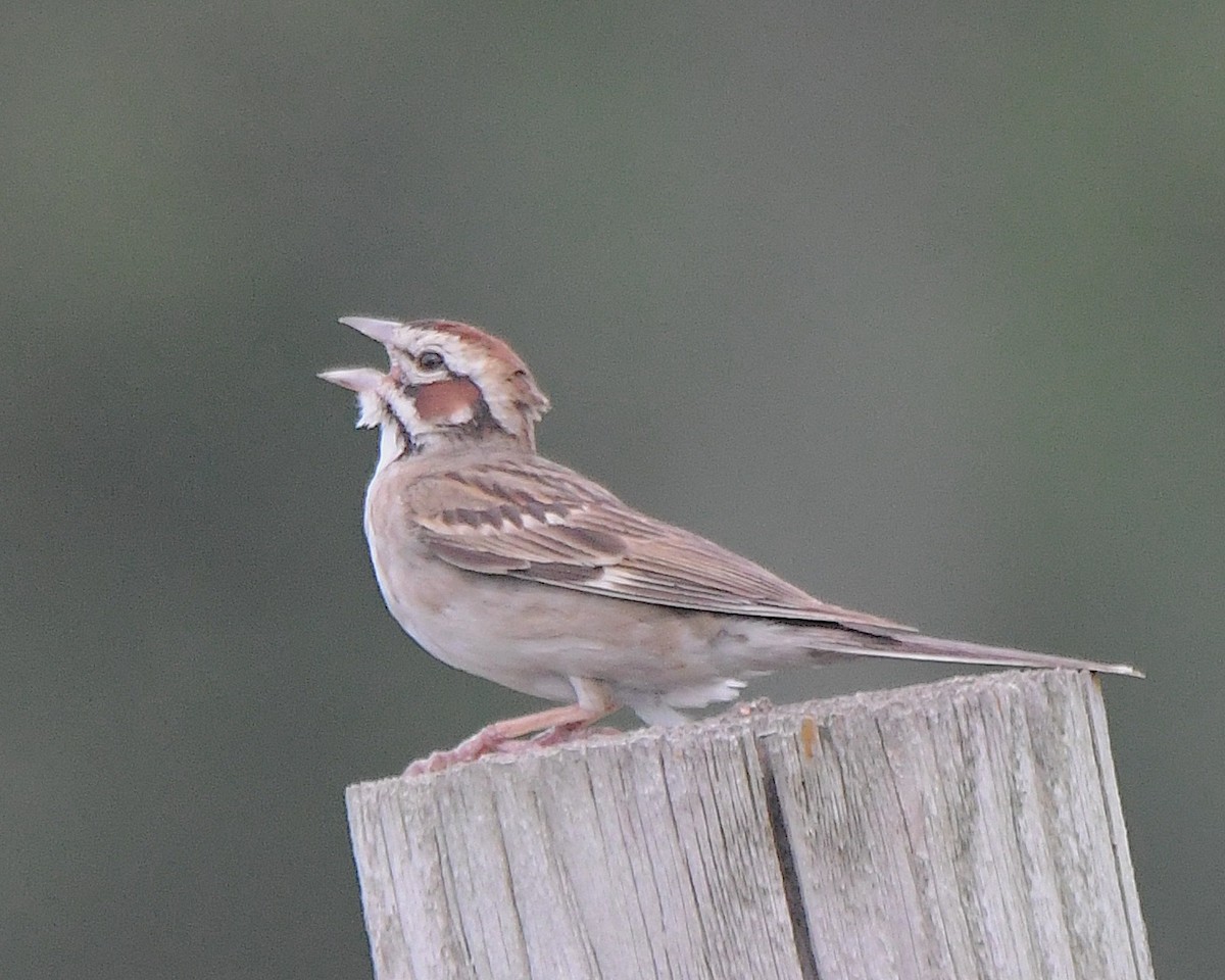 Lark Sparrow - ML622138386